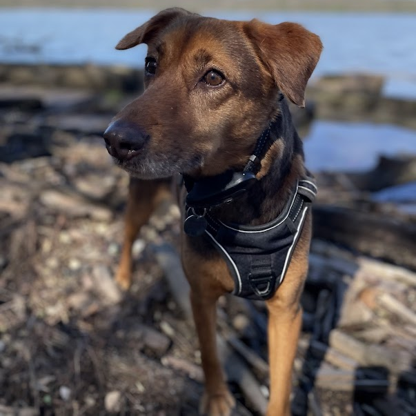 Harry Pawter- $90 Adoption Fee!