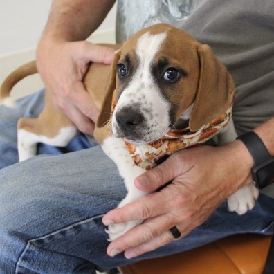 Hound