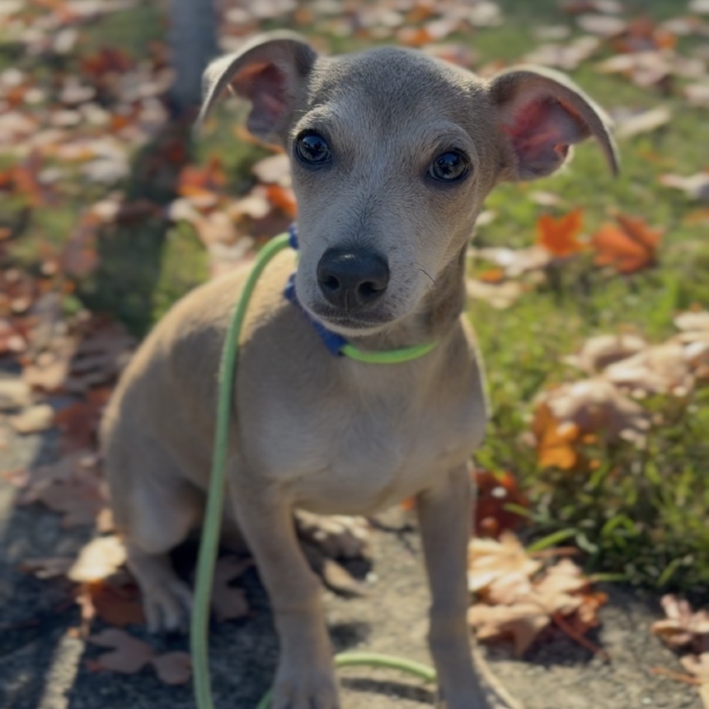 Biscuit