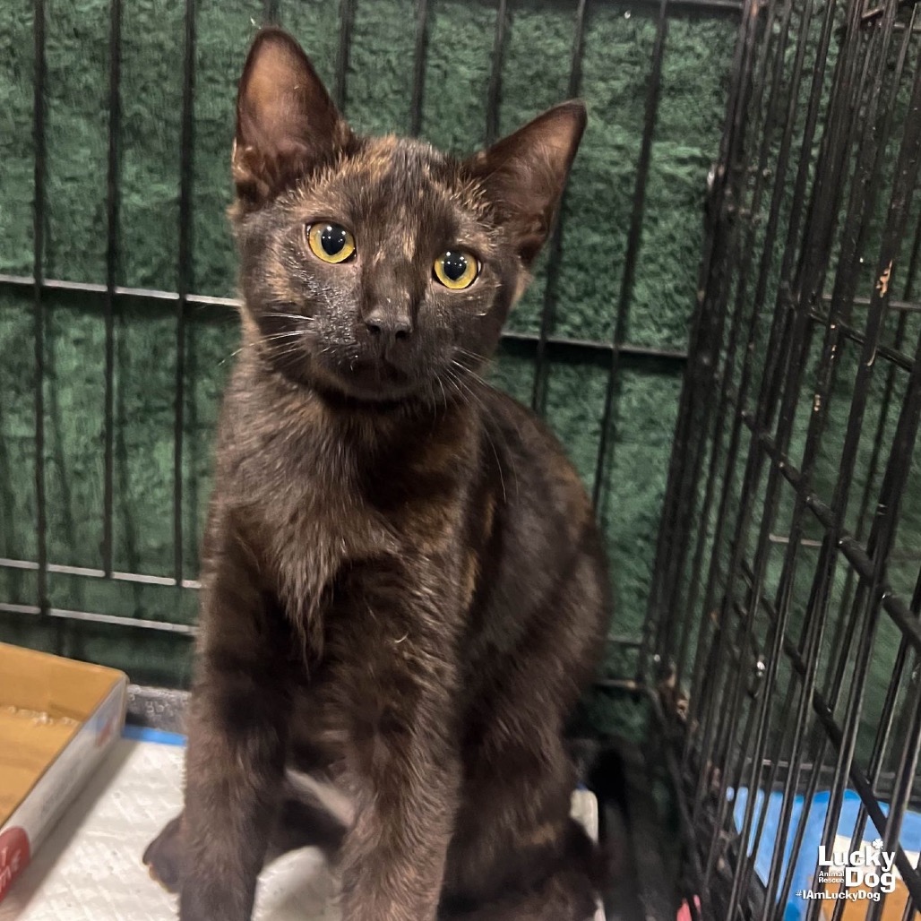 OREGON - Domestic Shorthair available for adoption