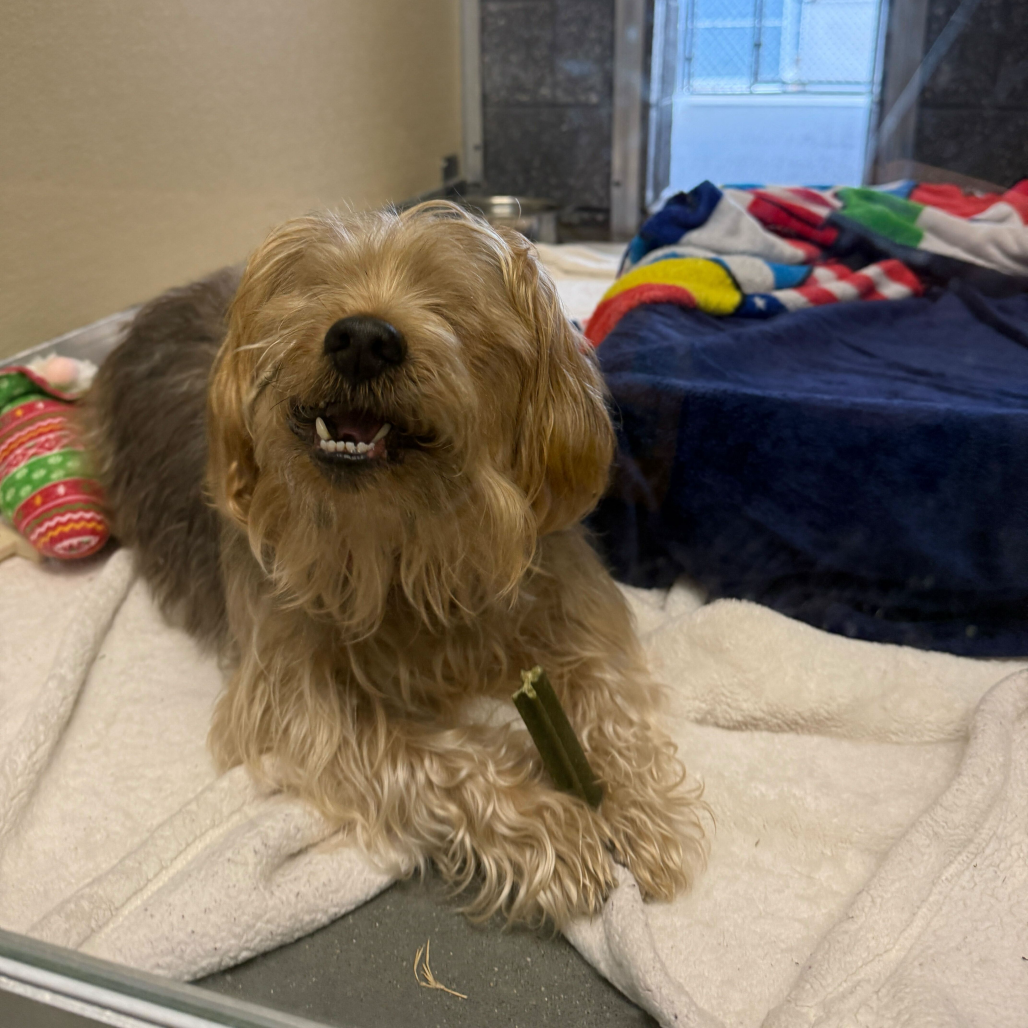 Bear, additional photo