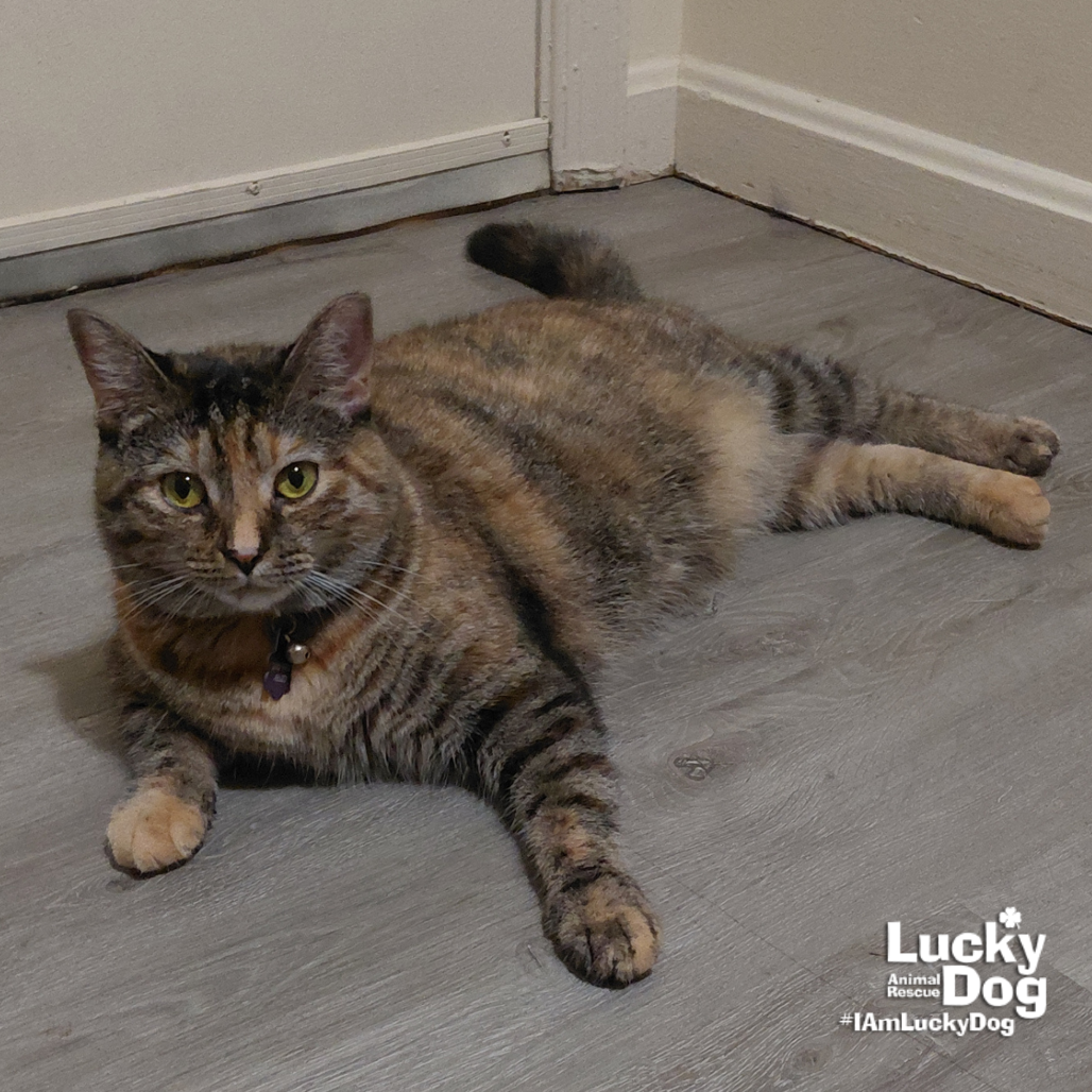 LIL BITSY - Domestic Shorthair available for adoption