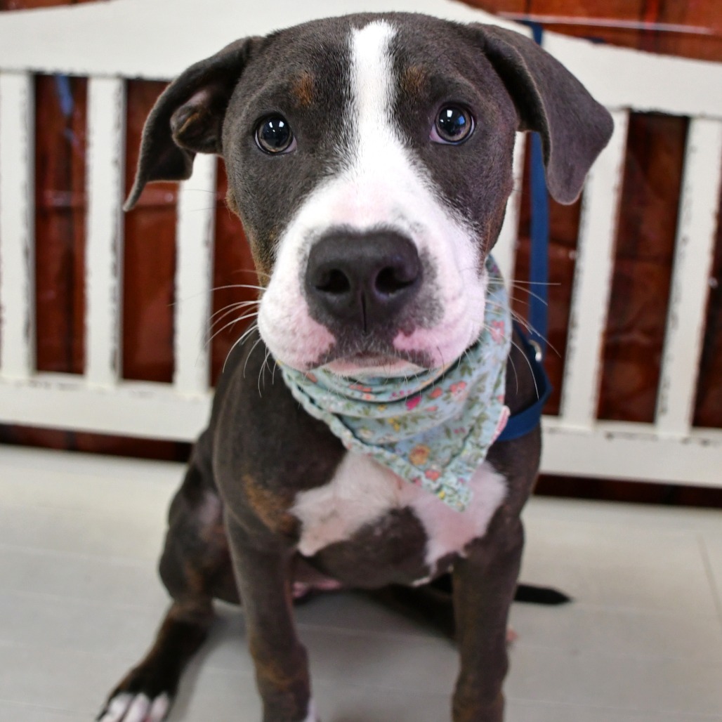 ELLA - Terrier / Pit Bull for adoption in Beaumont