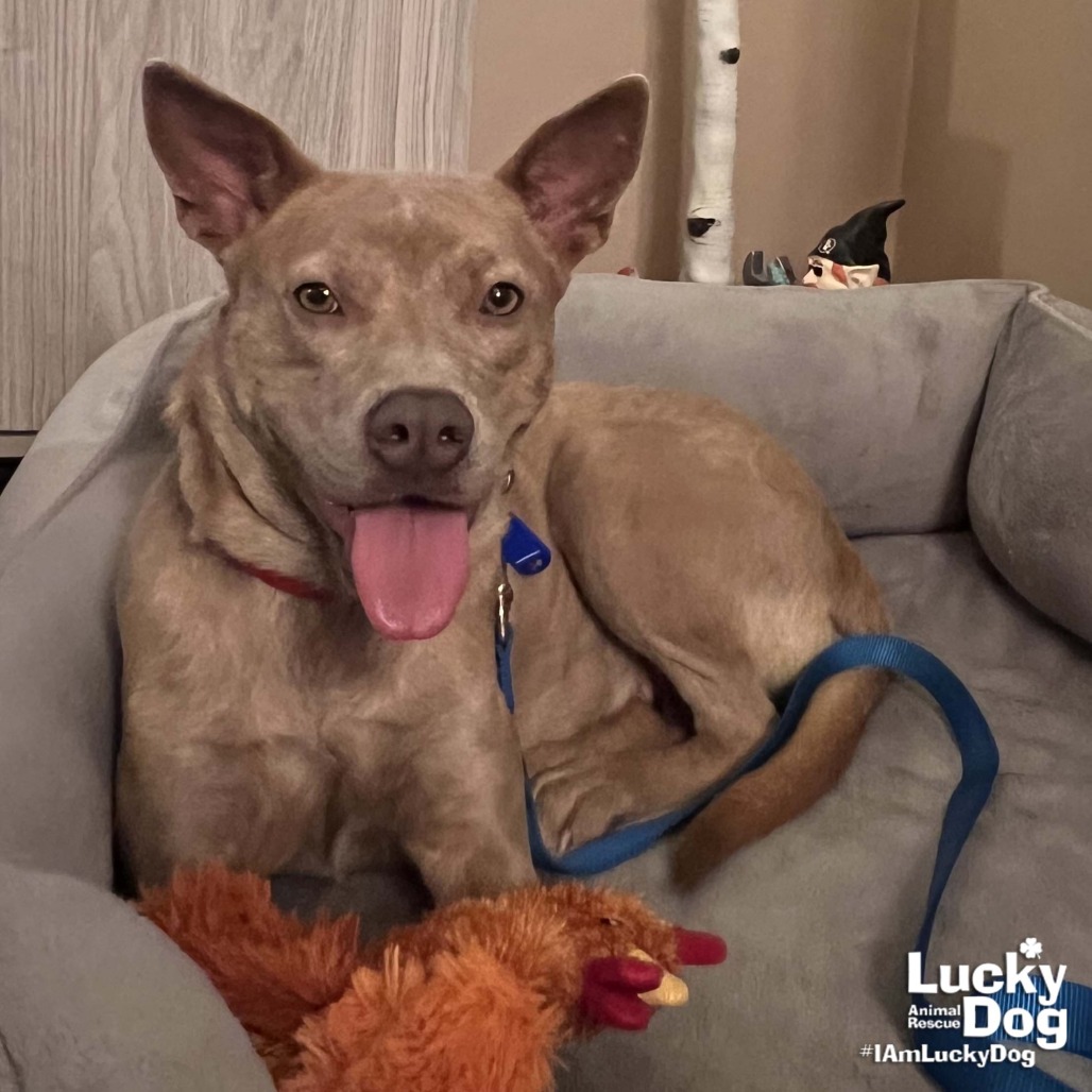 MISSY - Carolina Dog / Shepherd available for adoption