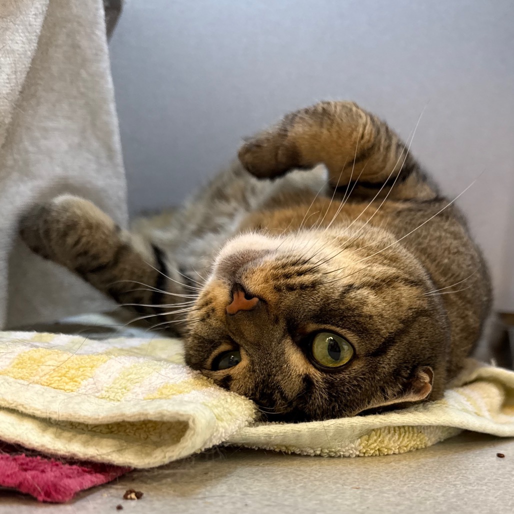 Photo of Phoebe 6