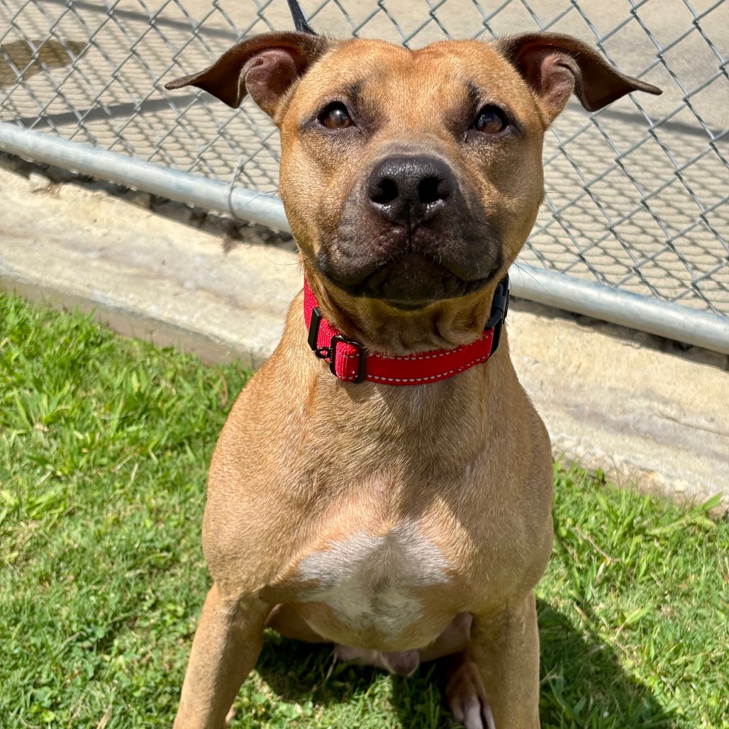 SAM - Terrier, American Staffordshire / Mixed Breed (Medium) for adoption in League City