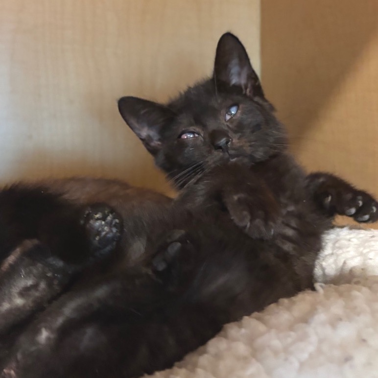 COW - Domestic Shorthair available for adoption