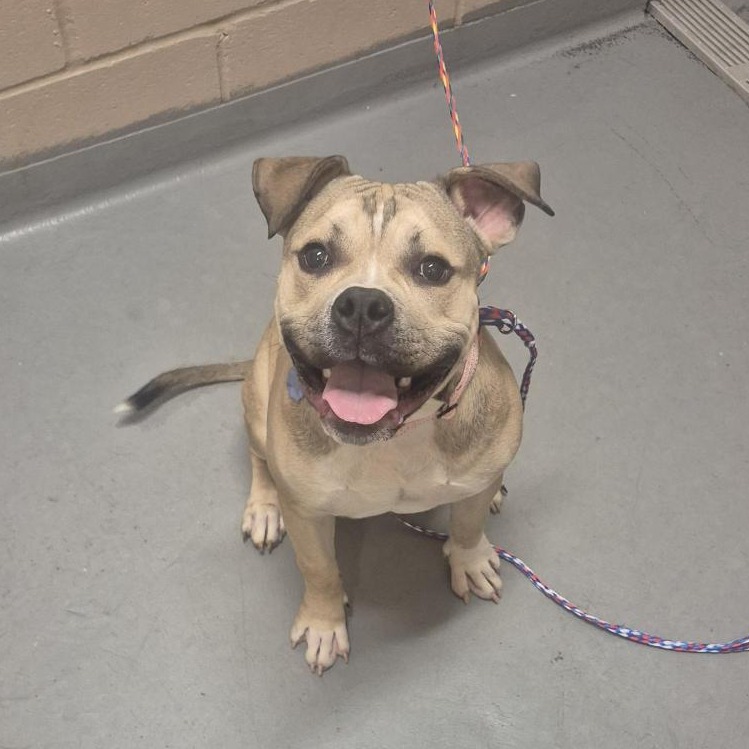 Pit Bull