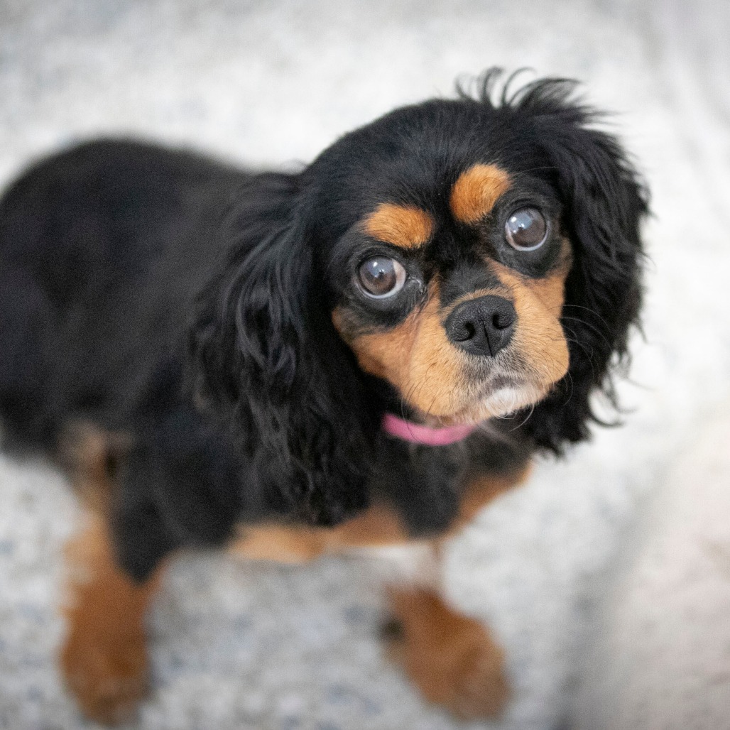 VALENTINA (AG26-120) - Spaniel / Cavalier King Charles available for adoption