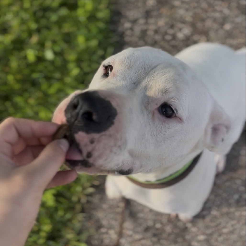 Hank
