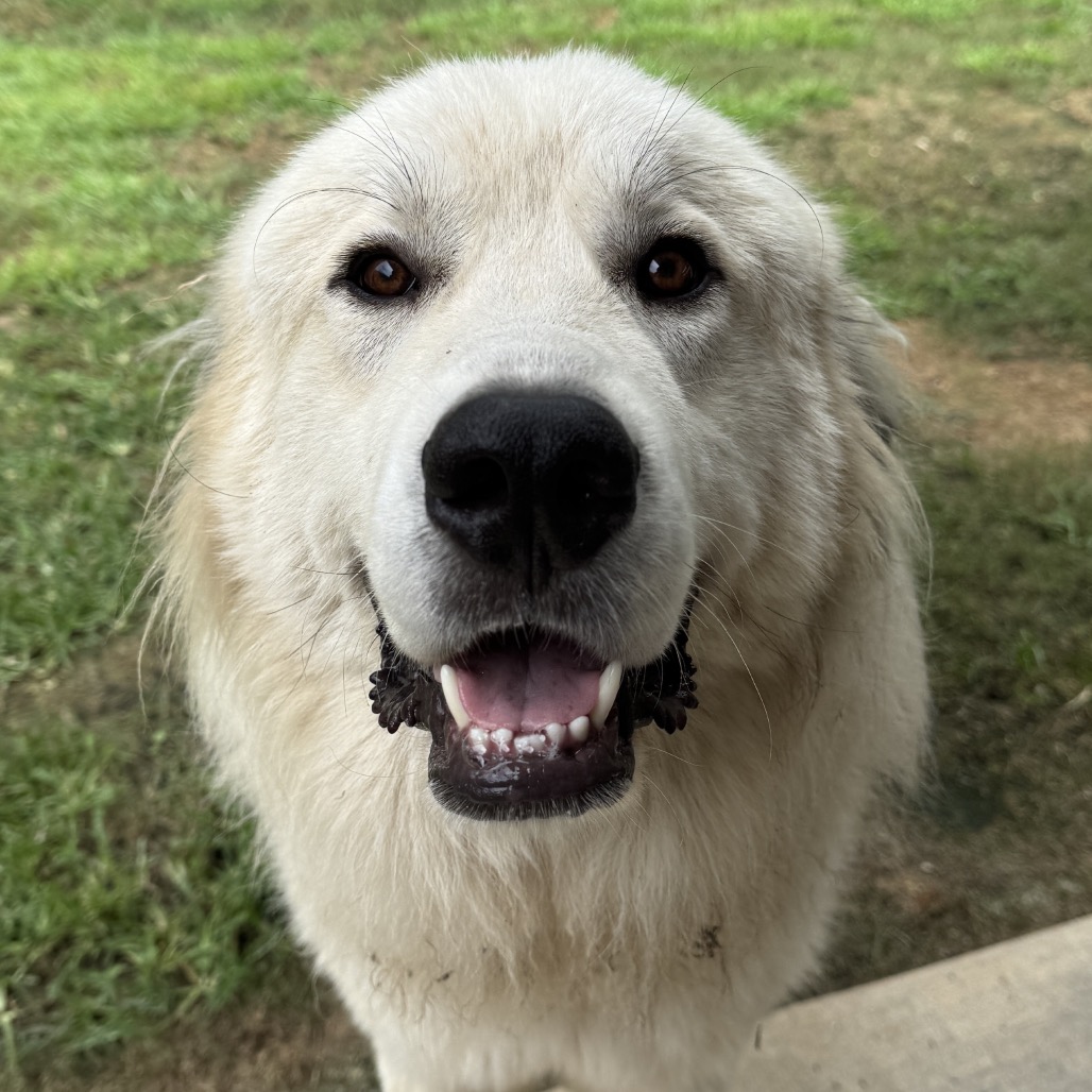 Buddy 
