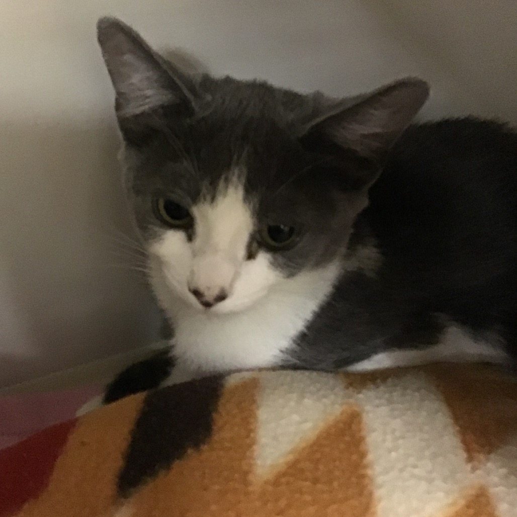 Jolene - Domestic Shorthair