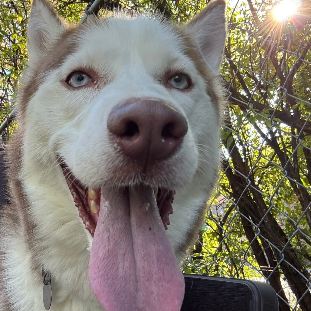 Rose — thumbnail 5