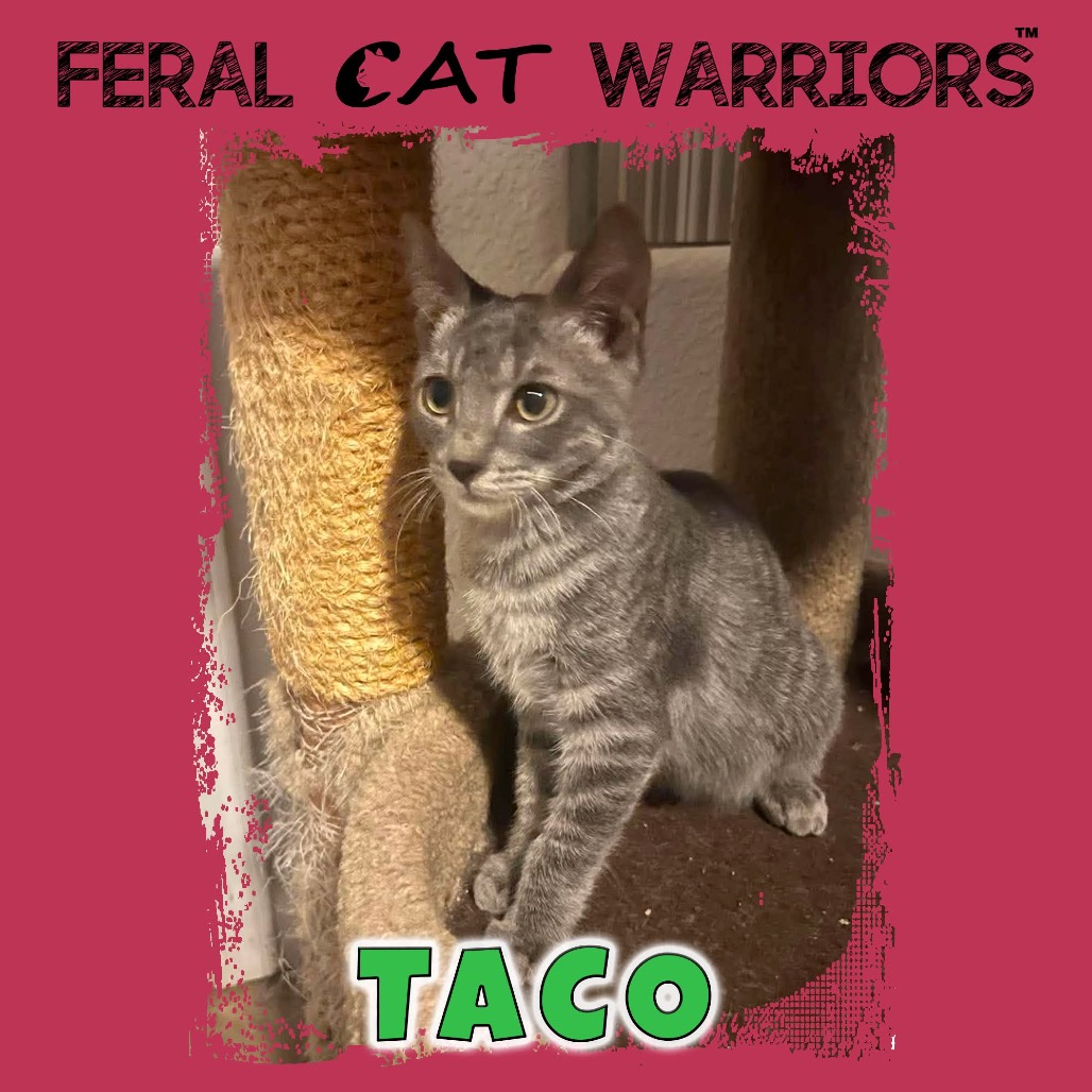 Taco