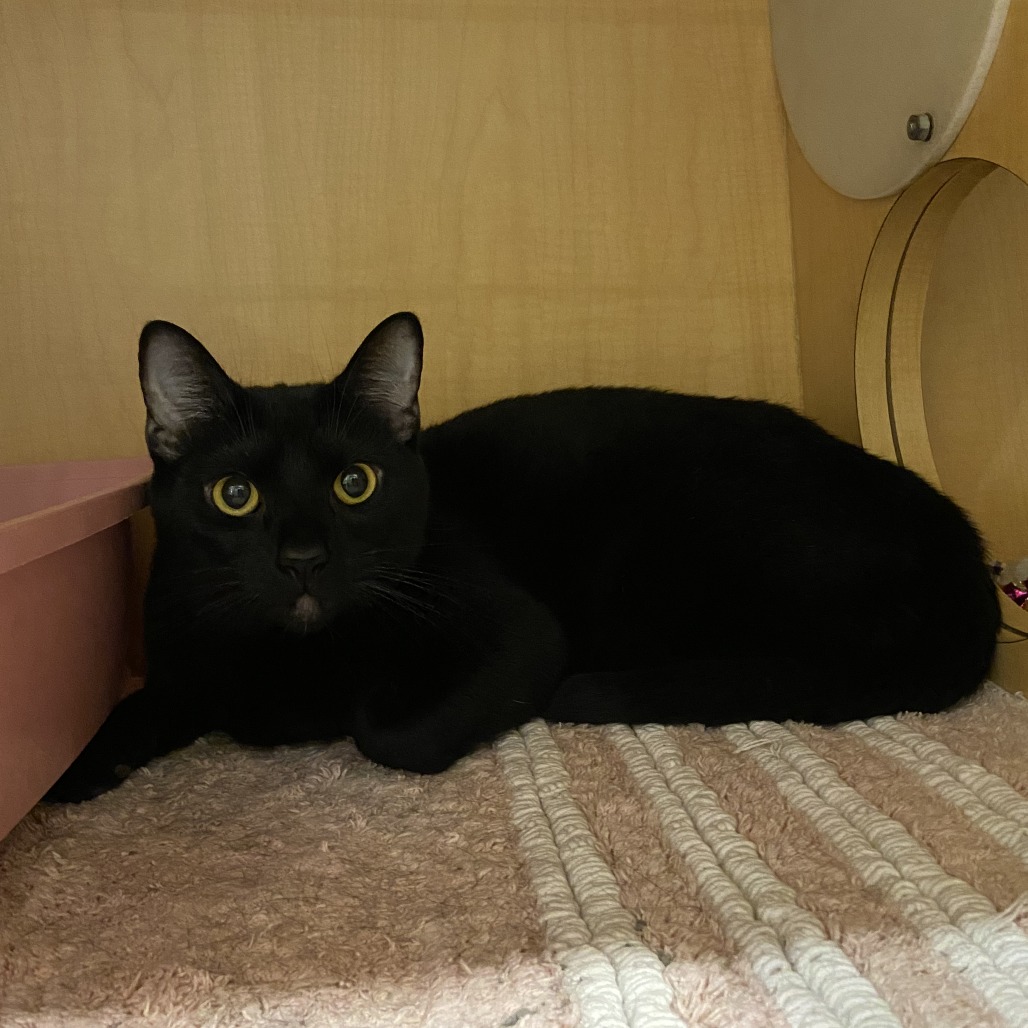 SIRIUS - Domestic Shorthair available for adoption
