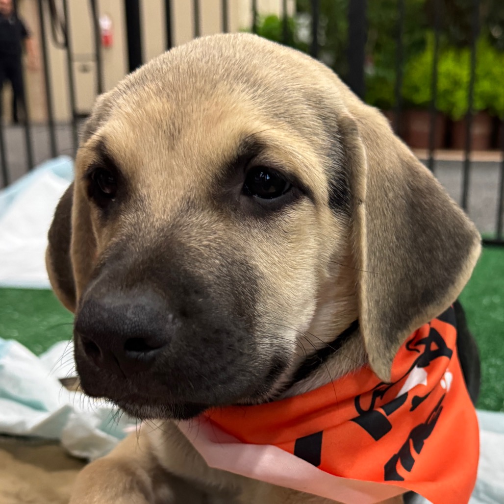 PECAN - Hound / Shepherd available for adoption