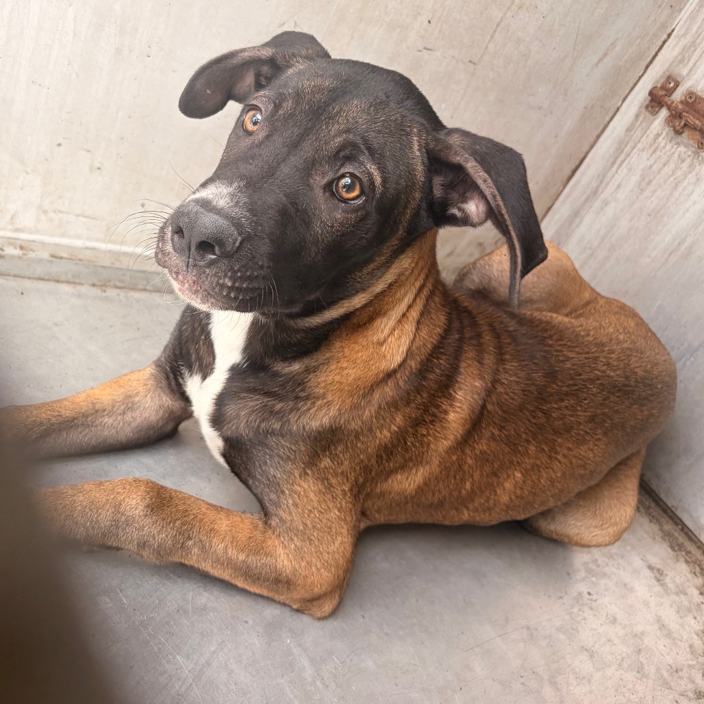 GIBSON - Shepherd available for adoption