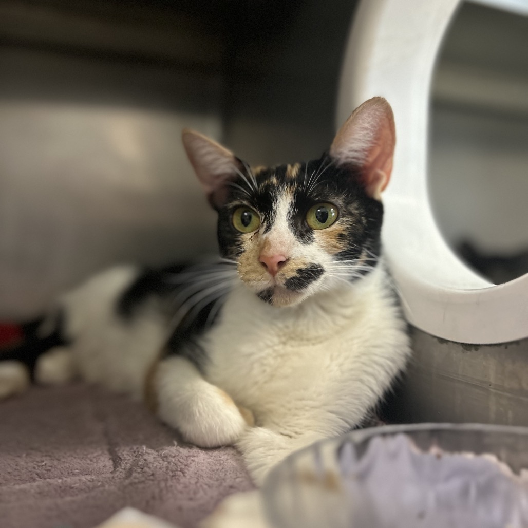 Peaches — thumbnail 3