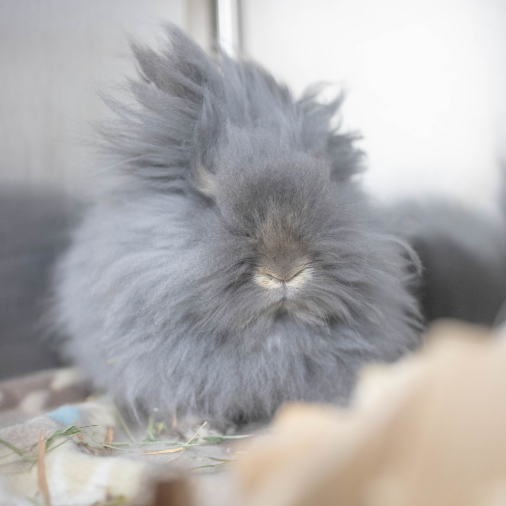 Poppy, photo 9