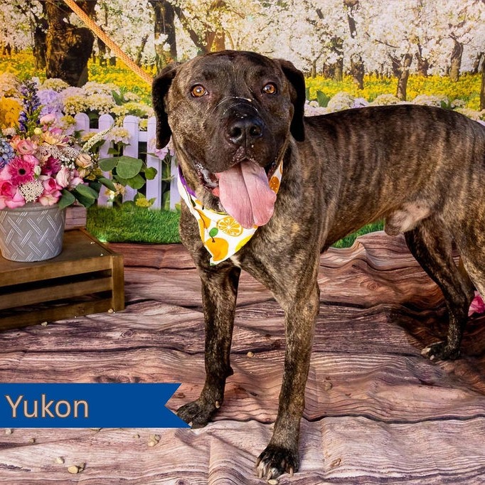 Yukon 