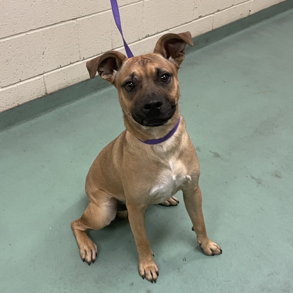 Mem Fish Rescue Nemo is available for adoption at Memphis Animal Services