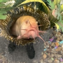 DOJACAT THE DOJA LOACH - Unknown available for adoption