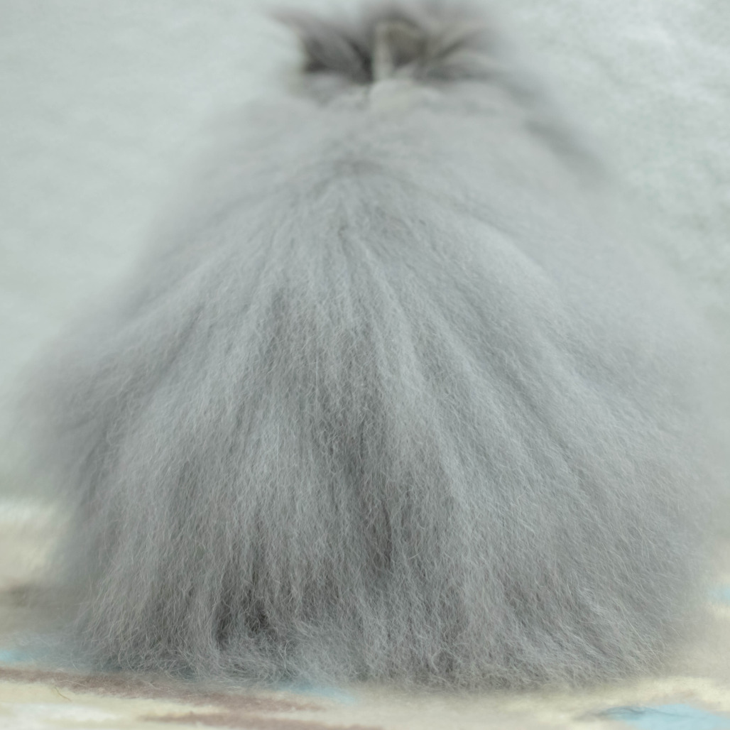 Poppy, photo 20