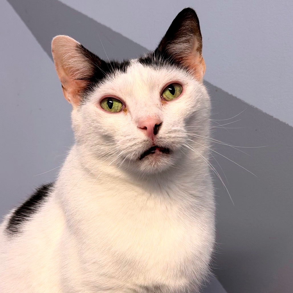 Image of Mouse looking at the camera