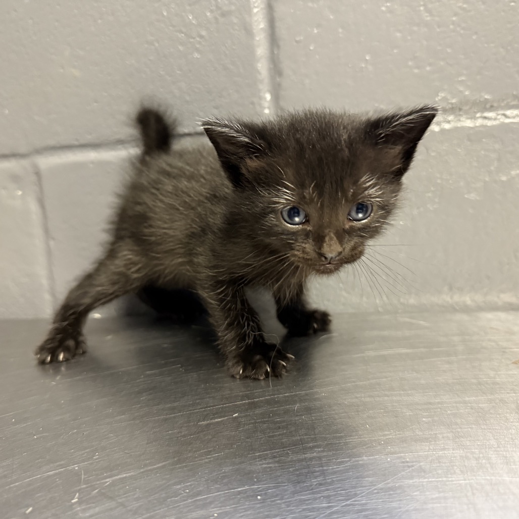 Tusc Stray 84493 2 3 4 5