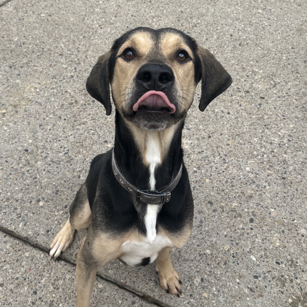 Odie — thumbnail 3