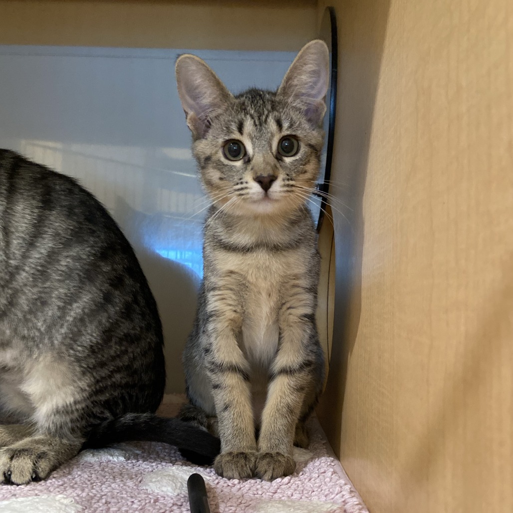 HALSEY - Domestic Shorthair available for adoption