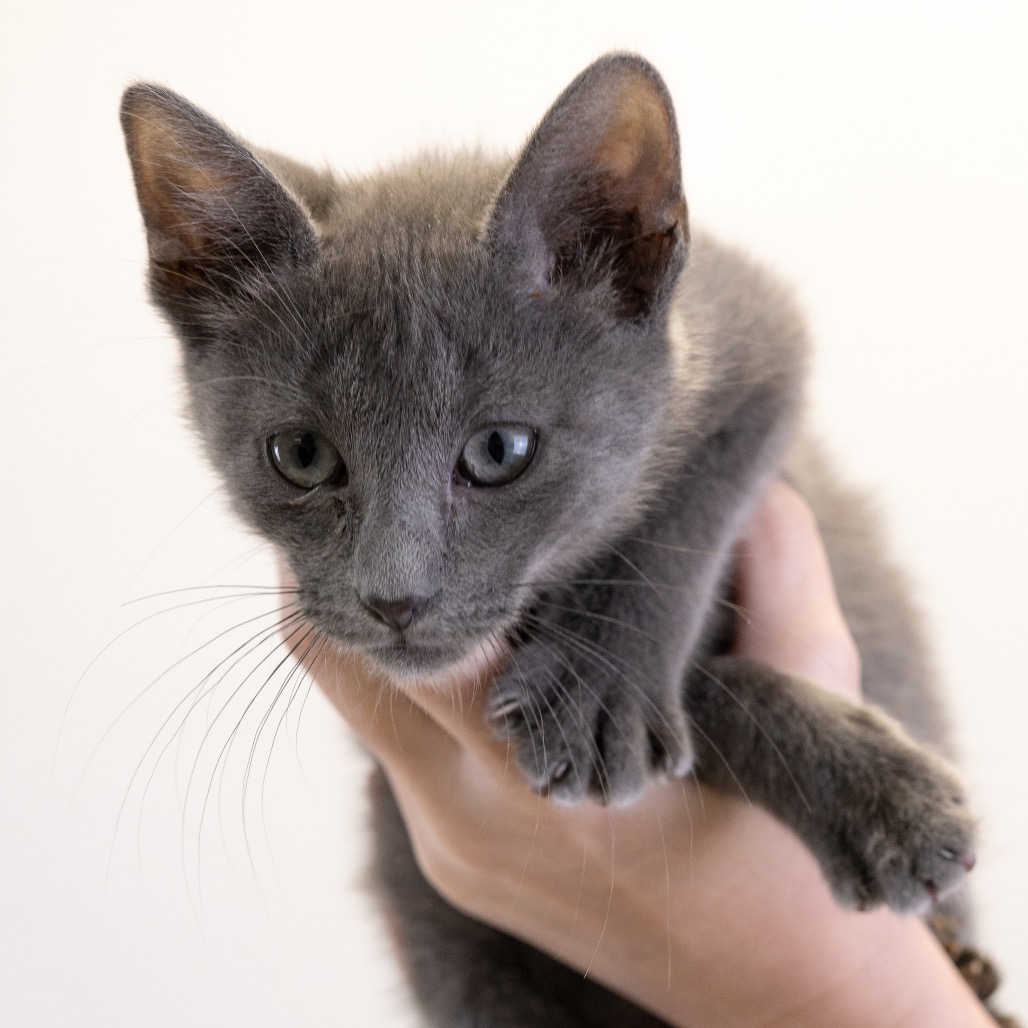 Neptune *Meet me at Eagan Petsmart*