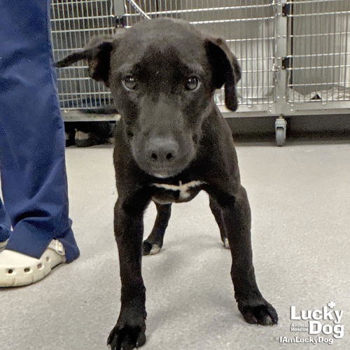 RYDER - Cattle Dog, Australian (Blue Heeler) / Retriever available for adoption