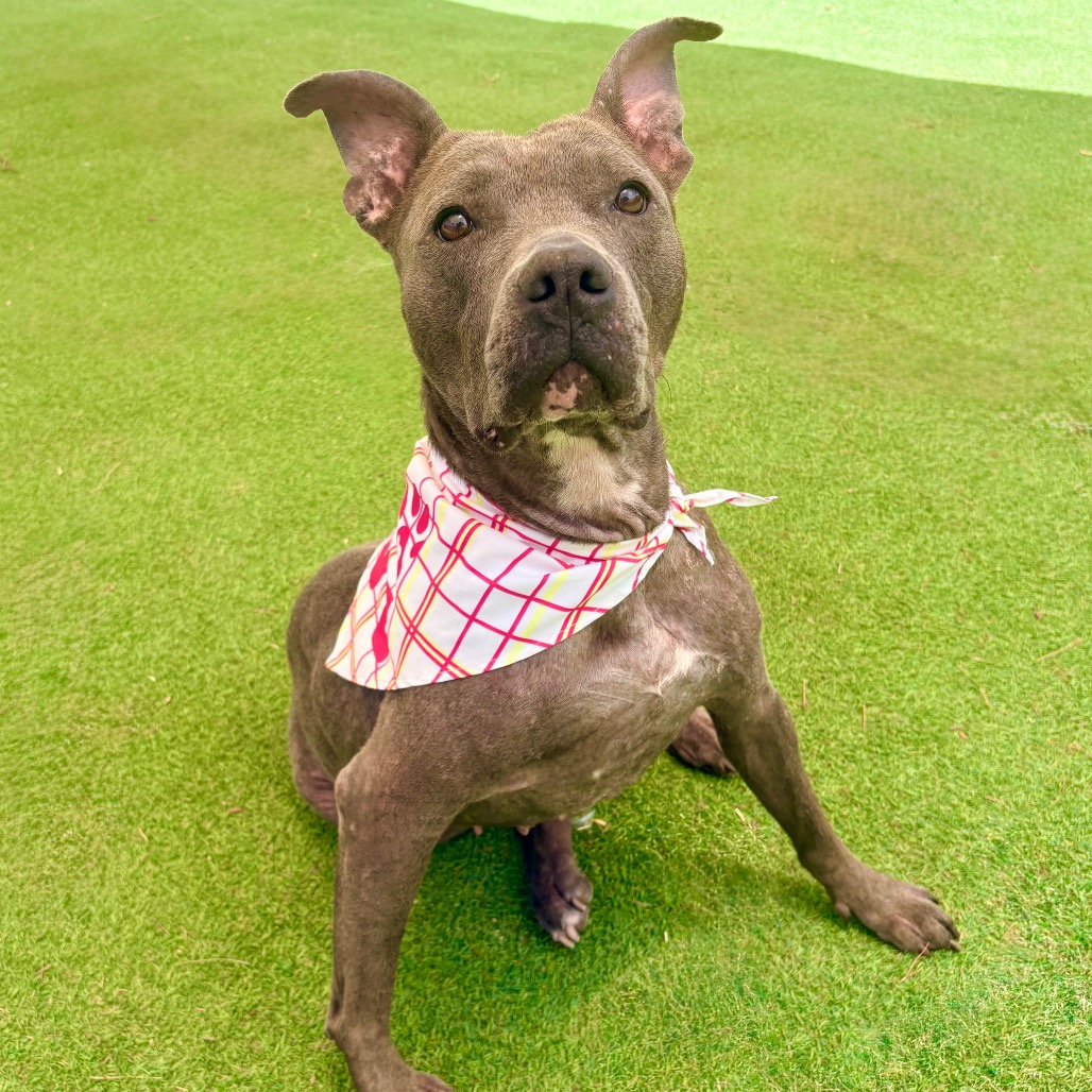 SWEETIE   -   PAWS - Mixed Breed (Medium) for adoption in Las Cruces