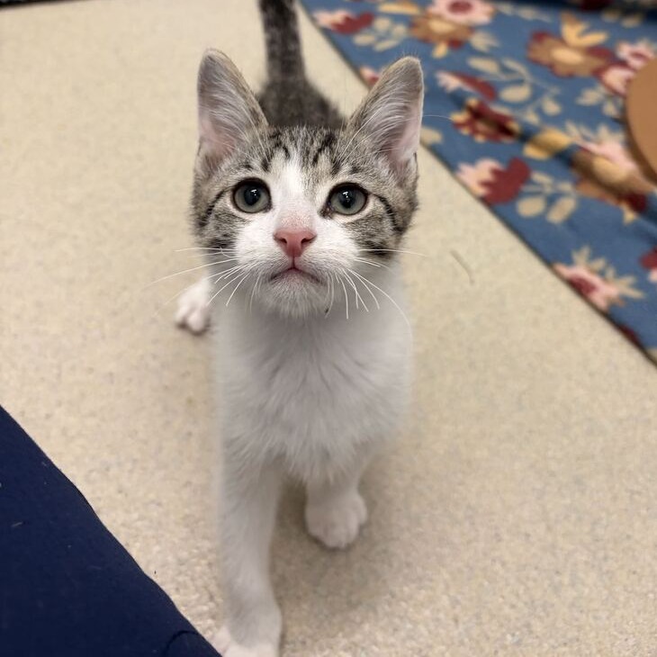 OMELETTE (BONDED TO QUESO) - Domestic Shorthair available for adoption