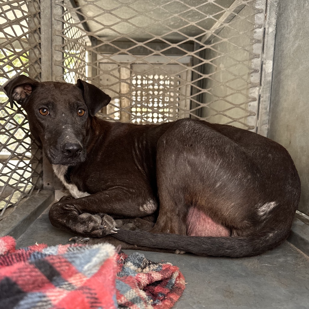 MADDEN - Shepherd available for adoption