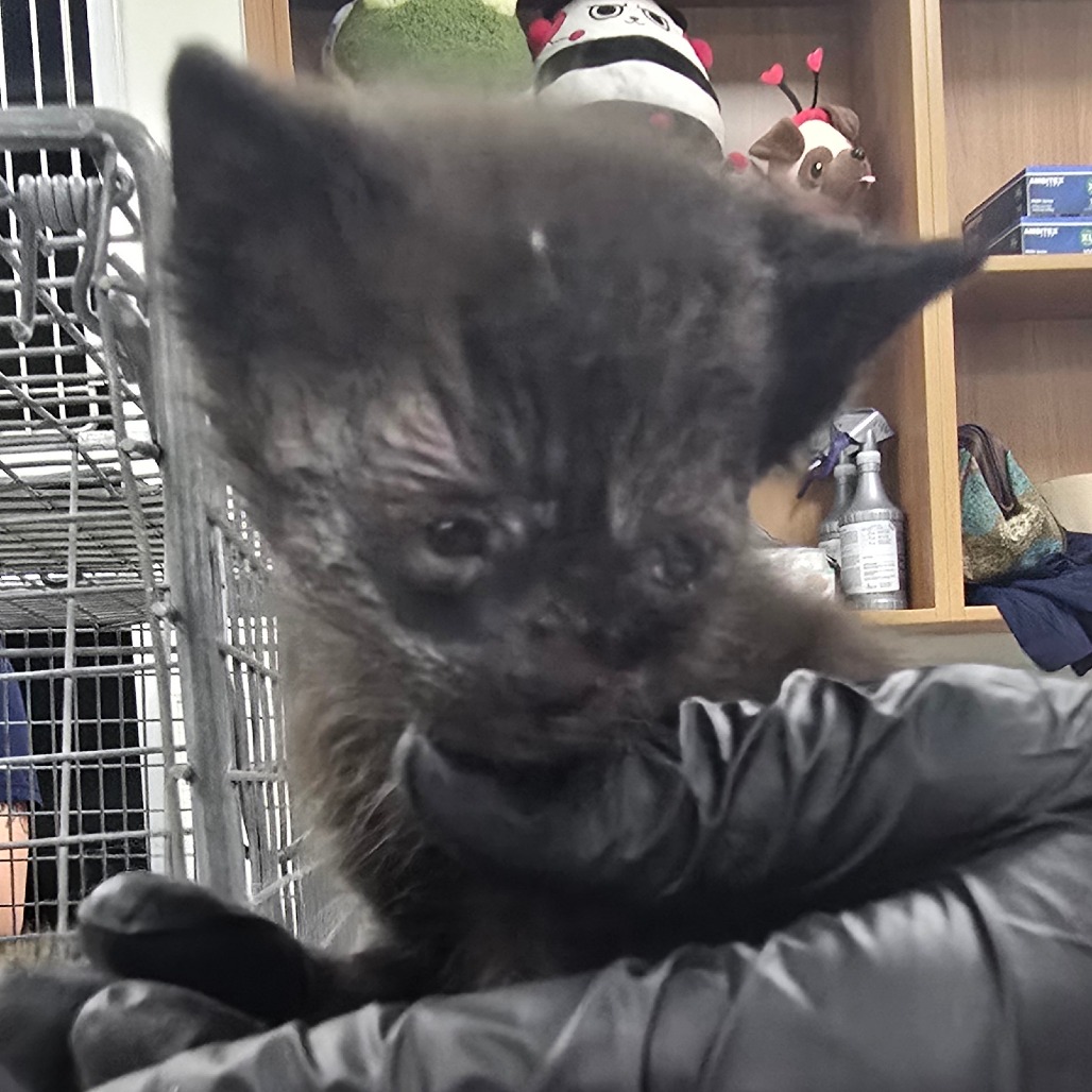 SPEEDOS - Domestic Shorthair available for adoption
