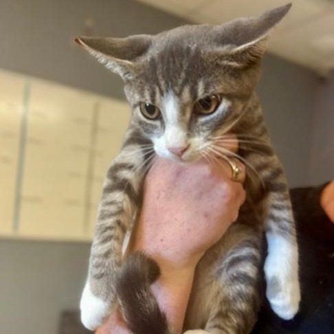 YURI - Domestic Shorthair available for adoption