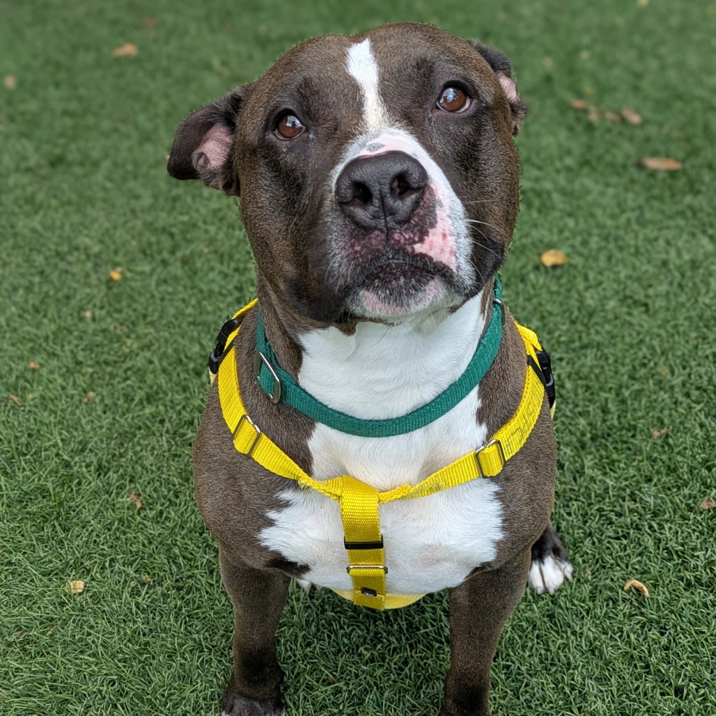 BULLY - Terrier / American Pit Bull available for adoption