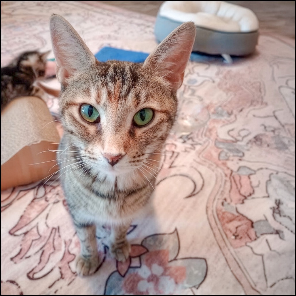 CLIONA - Domestic Shorthair for adoption in Roswell