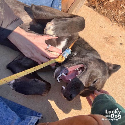 FLASH - Malinois, Belgian / Mix available for adoption