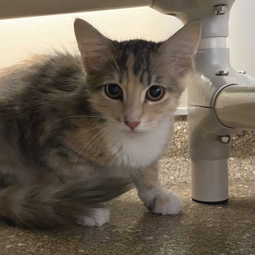 MARILYN - Domestic Longhair available for adoption