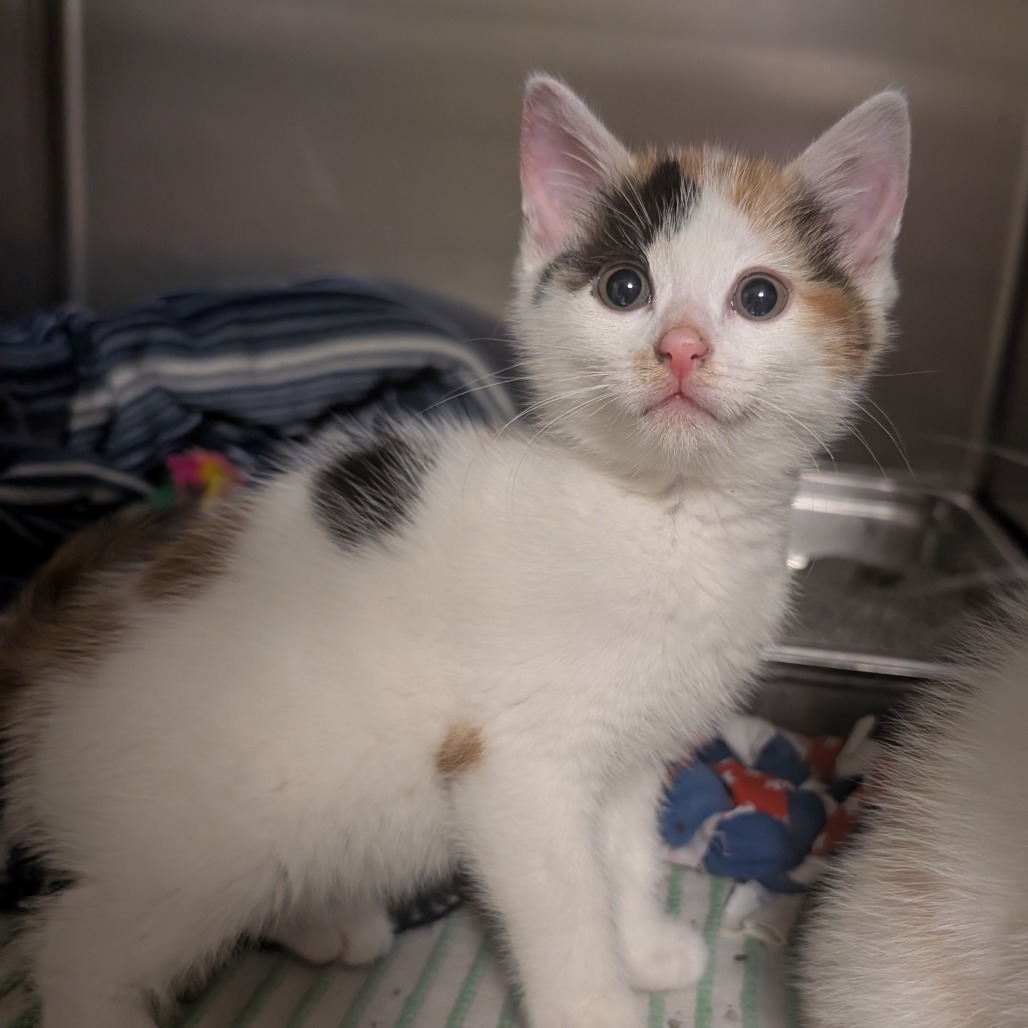 SERENA VAN DER WOODSEN - Domestic Shorthair available for adoption