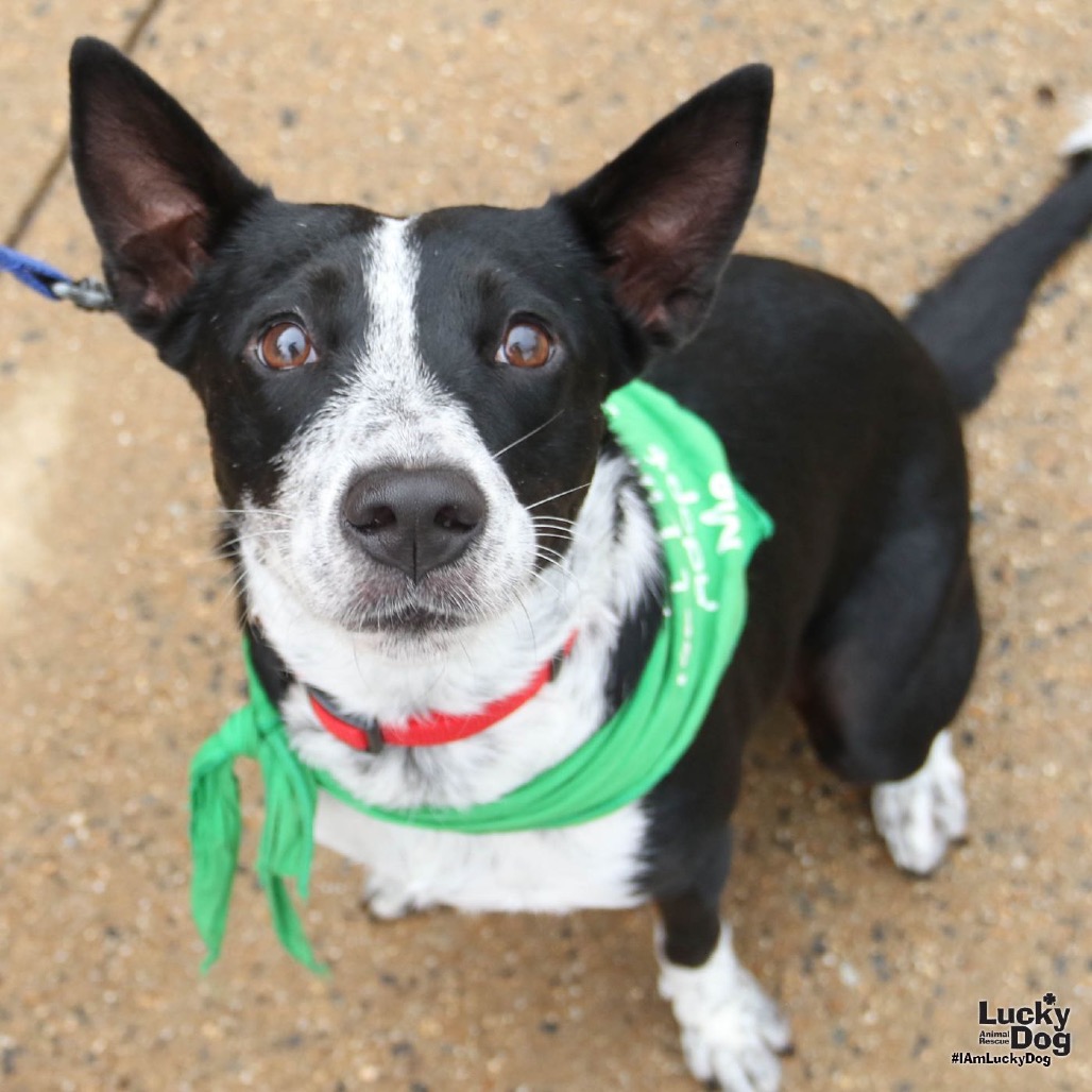 JULIET - Cattle Dog / American Blue Heeler available for adoption