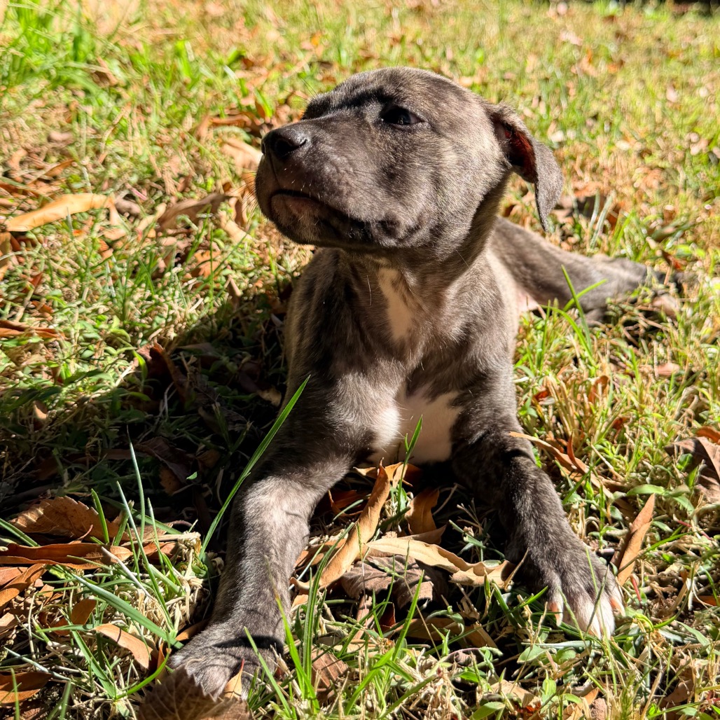 Rolo, photo 11