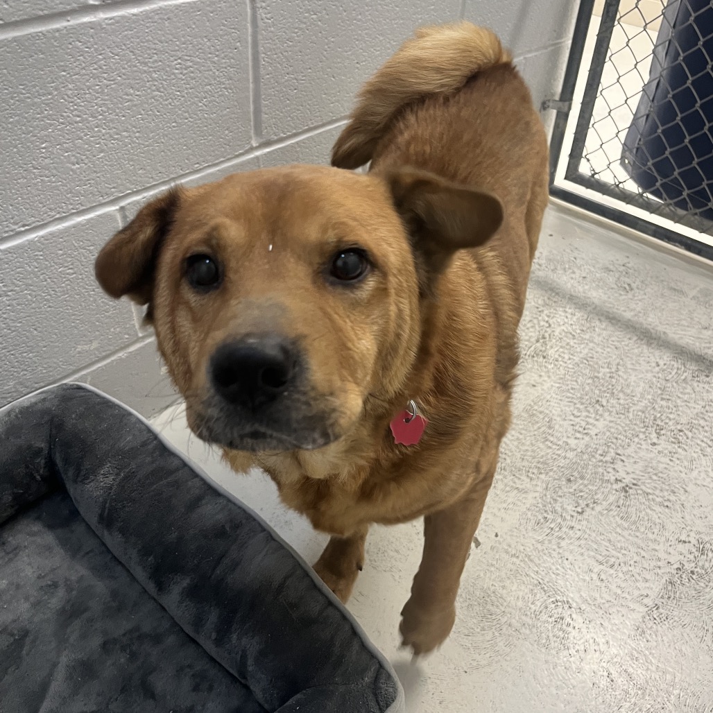 Torric — thumbnail 4