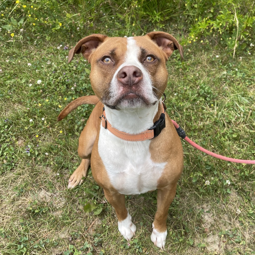 Koda