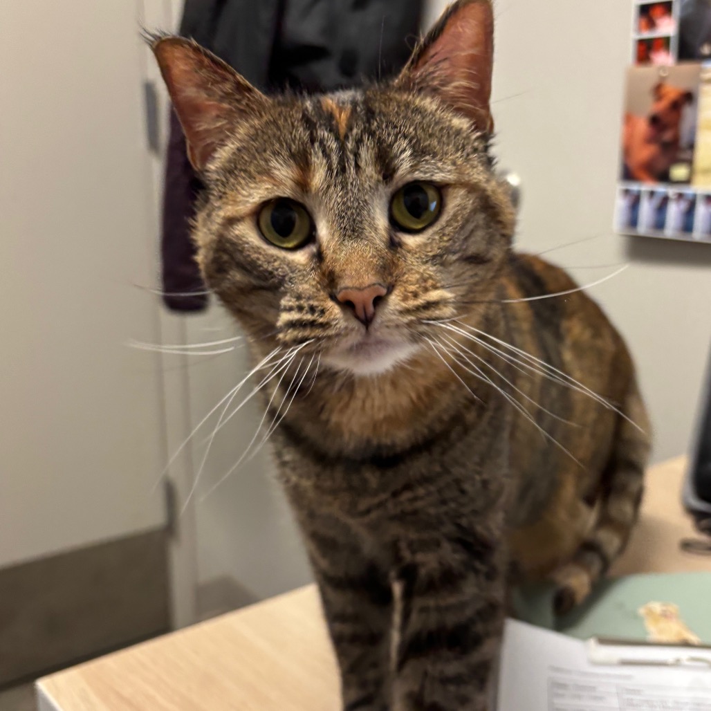 Peanut — thumbnail 3