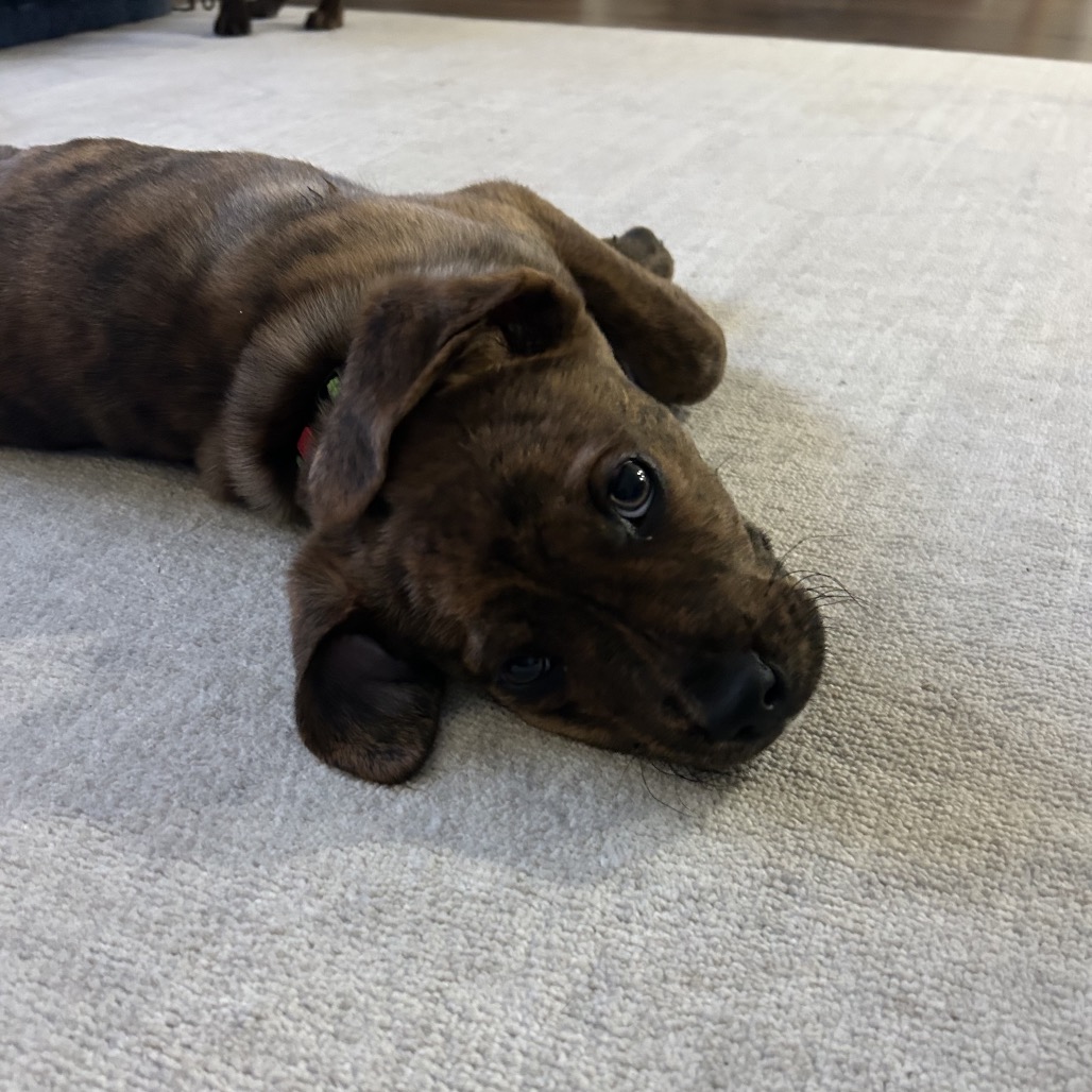 BELLE - Hound / Plott for adoption in Silver Spring