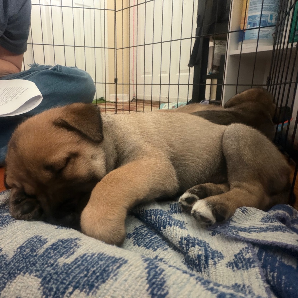 NOVA (CAN LEAVE 10/4) - Husky / Mixed Breed (Medium) available for adoption
